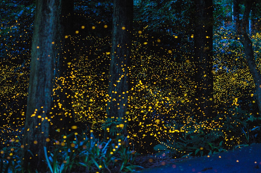Here's How To Attract Fireflies To Your Backyard