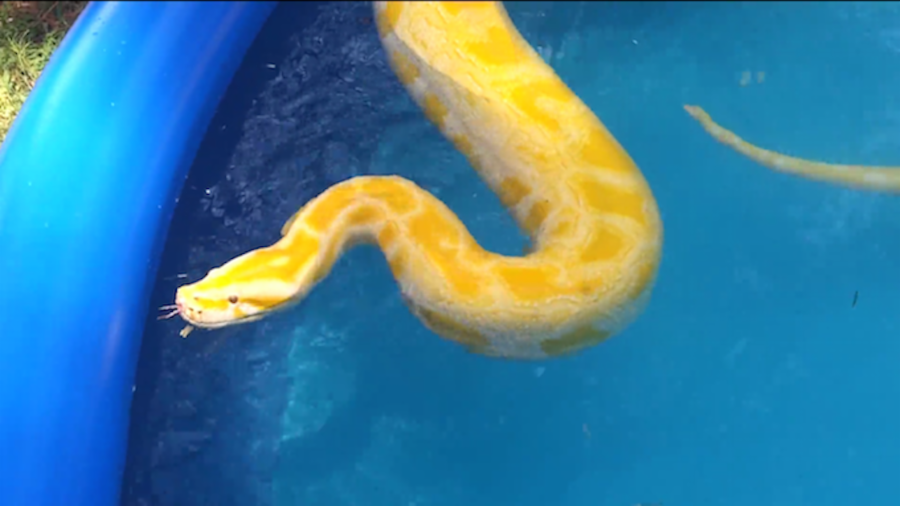 Father Lets His Young Daughters Swim With A Giant Burmese Python